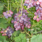  Grape variety marshmallows