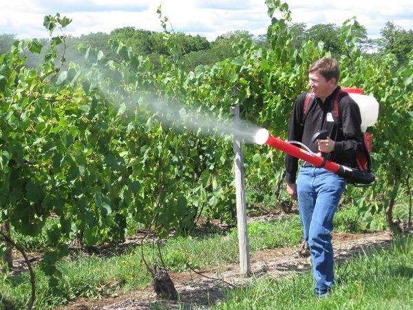  Spraying of vitriol grapes