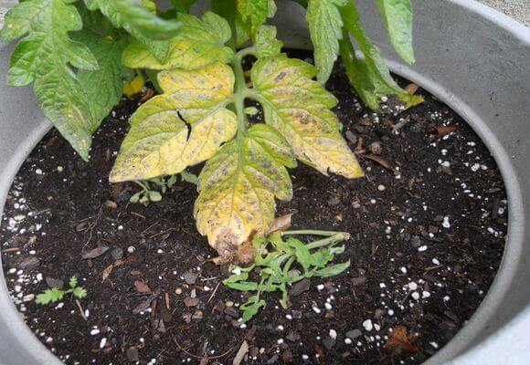  Yellowed leaves on tomato seedlings