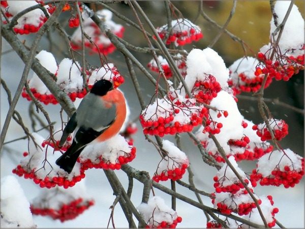  Ashberry comune in inverno