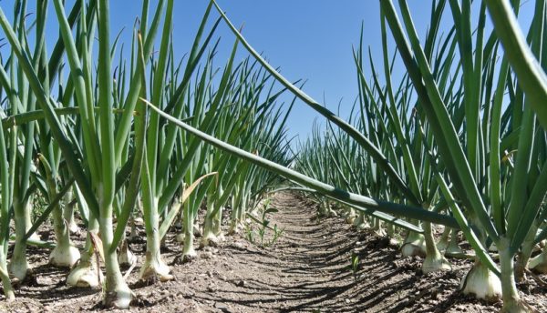  dopo i letti di cipolla è bene seminare cetrioli, zucchine, cavoli