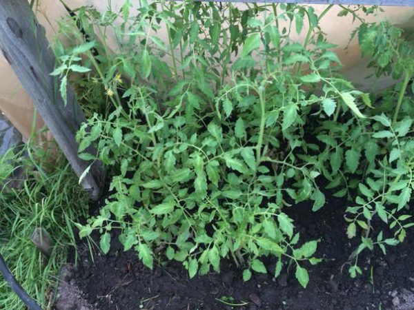  Scruffy tomatoes give plenty of green.