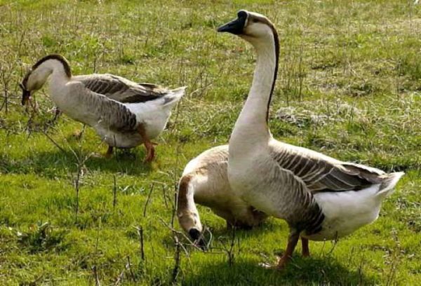  Kuban Gray Geese