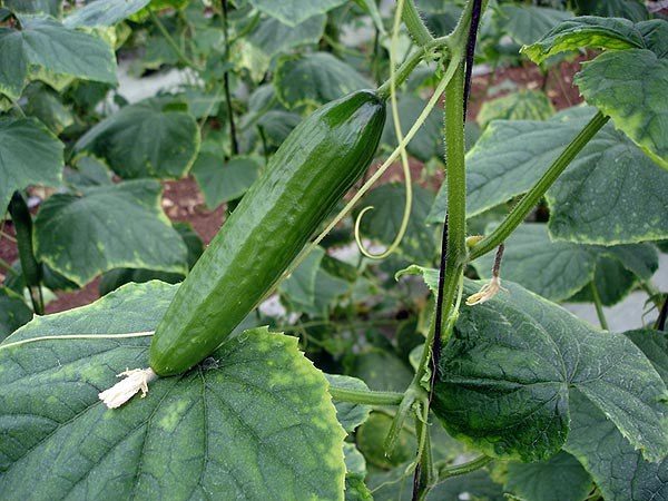  Soil for cucumbers