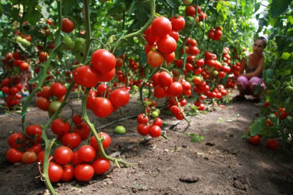  Tomatoes are considered to be one of the best predecessors for cucumbers.