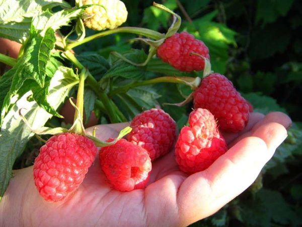  Raspberry burly