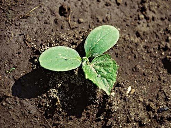  Soil for cucumbers