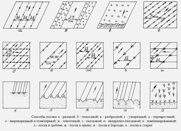  Schema di piantagione di carote
