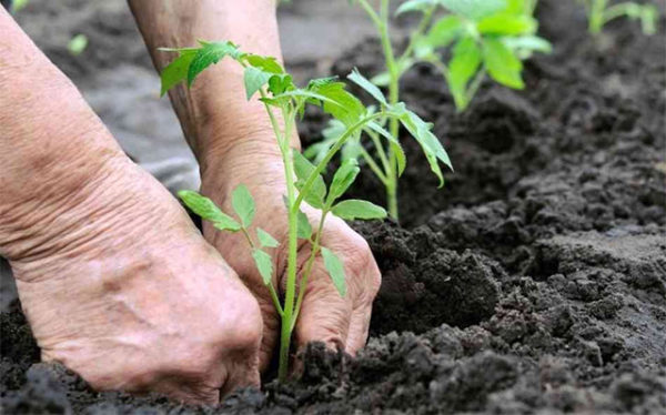  Seedling într-o seră