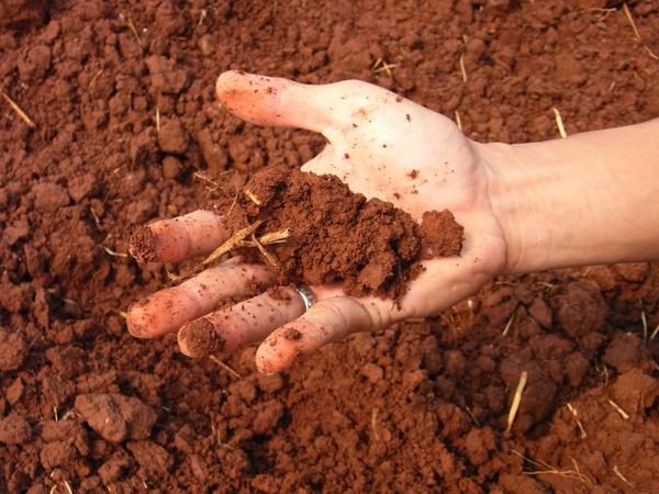  If alkaline soil is watered with vinegar, the reaction should go.