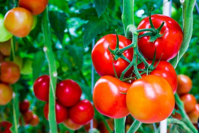  Masking of tomatoes