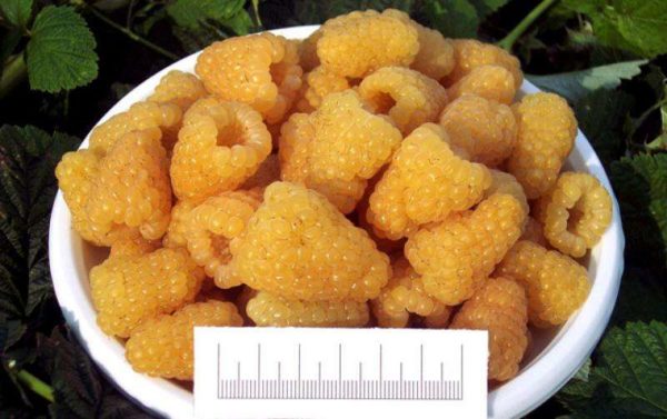  Yellow giant