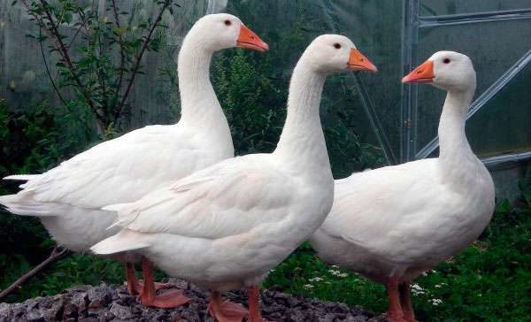  Geese legart