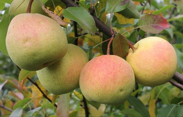  Rossoshanskaya - a pear with the fruits of autumn ripening