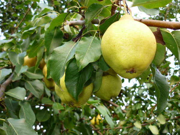  Hybrid grade Tenderness