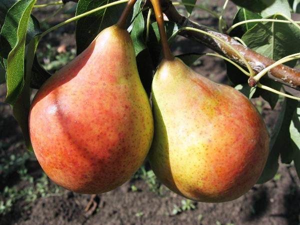  Bitter-tart pear of Bere Moskovskaya variety