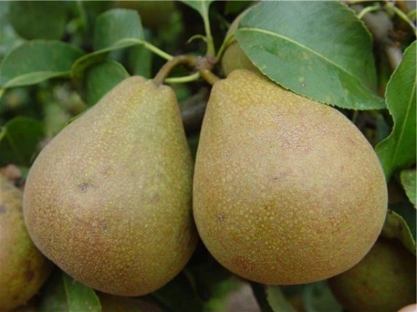  Pear Belarusian late