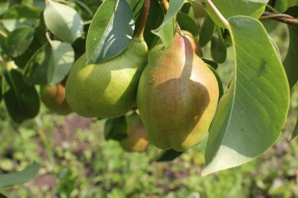  Pear Miracle