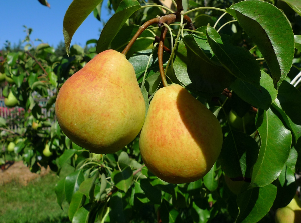  Pear Lada refers to early summer varieties