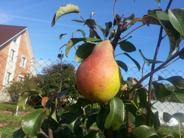  Pear Lira