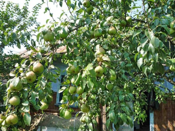  Pass-Krasan pears need plenty of sunlight.