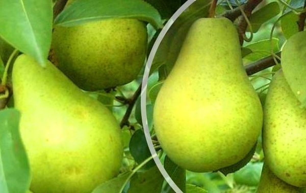  Fruits of Pervomayskaya variety can be saved up to 8 months