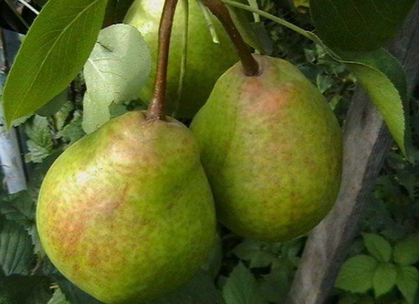  The pear Fairy-tale is characterized as tall and very fruitful grade