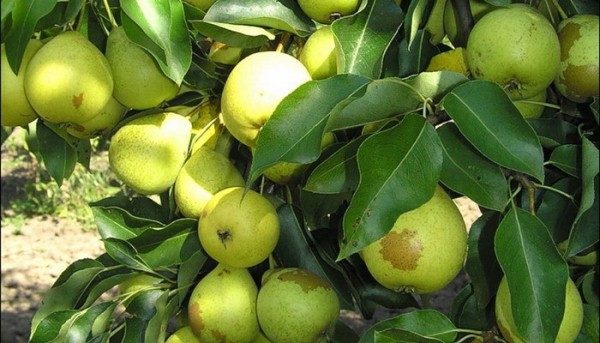  Pear Skorospelka from Michurinsk