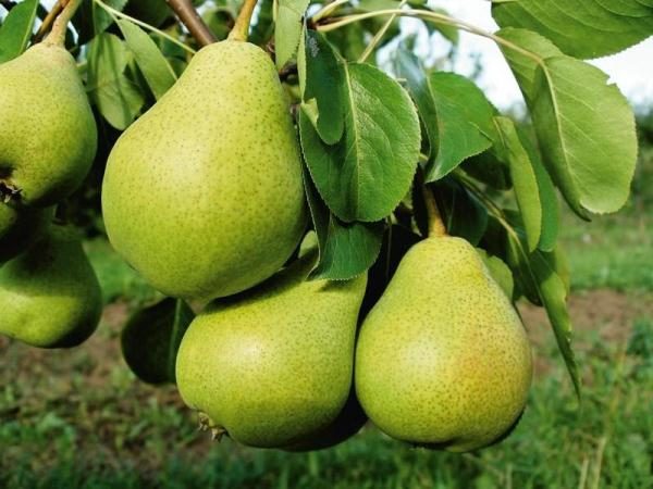  Pear venus