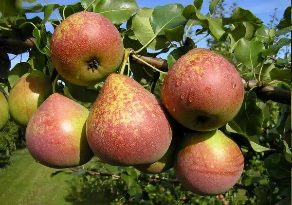  Marble Pear Fruit