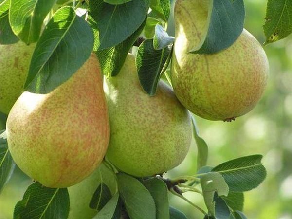  The grade Hera is famous for large fruits