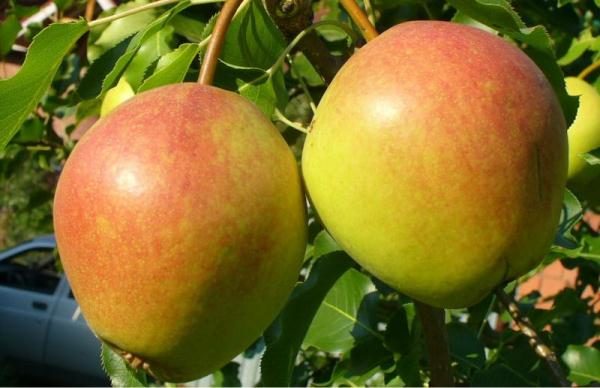  Variety pear Red-sided