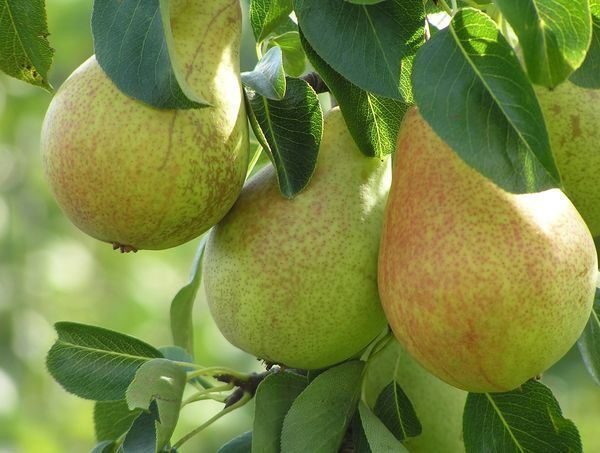  Variety of pears for the middle band Allegro