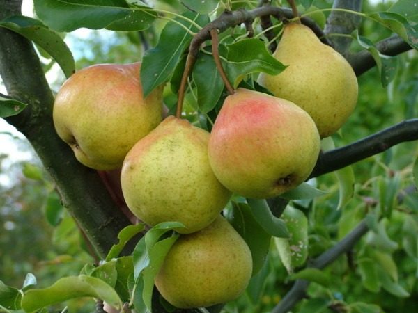  Variety of pears of high winter hardiness in memory of Yakovlev