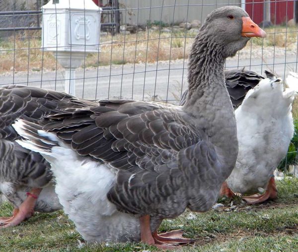  Toulouse geese baked with apples for Christmas