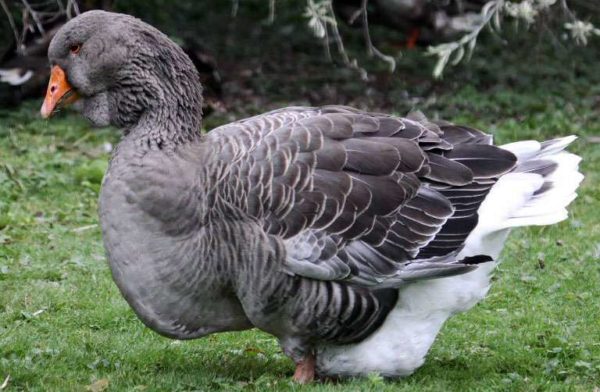  Toulouse geese are sensitive to changing weather