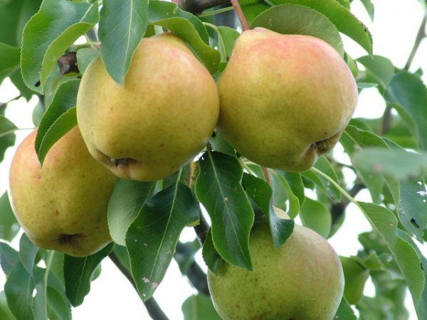  Branch of pear Moskvichka with fruits