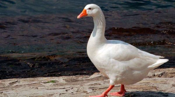  Italian geese are not inherent maternal instinct