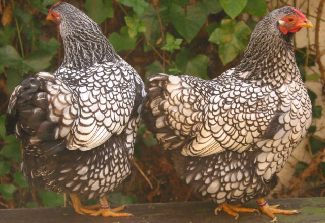  Razas de pollos