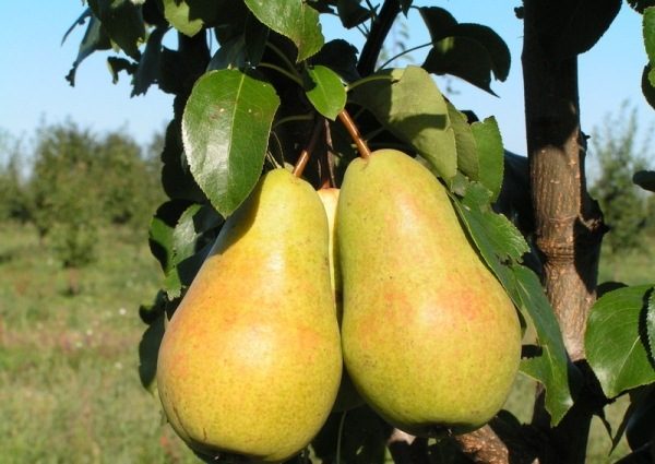  Winter Hardy Chizhovskaya Pear