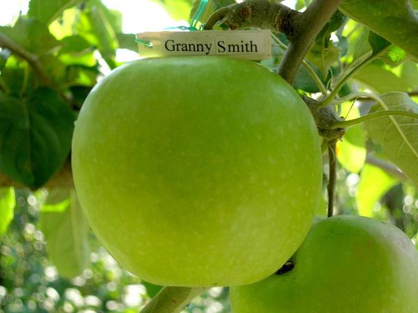  Granny smith