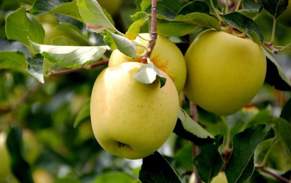 Golden delishes
