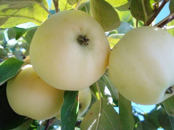  White filling