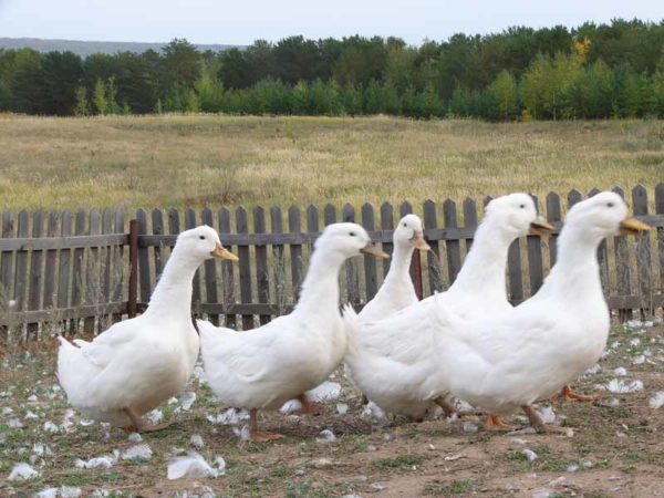 Mosco blanco