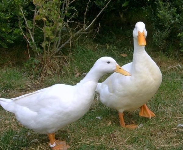  Pato Blagovarskaya no es caprichoso en los alimentos