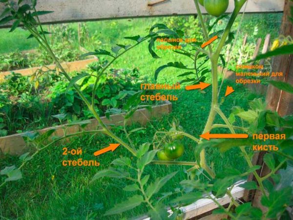  The scheme of removal of excess shoots on tomatoes