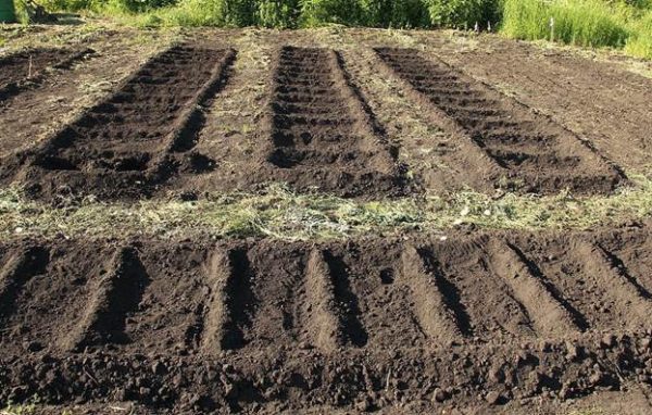  I cetrioli non germogliano su un terreno troppo asciutto