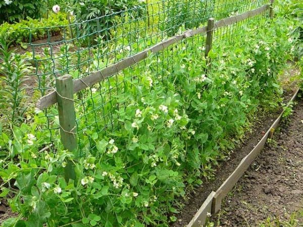  Parcela para ervilha é escolhido ensolarado, com um lençol freático profundo