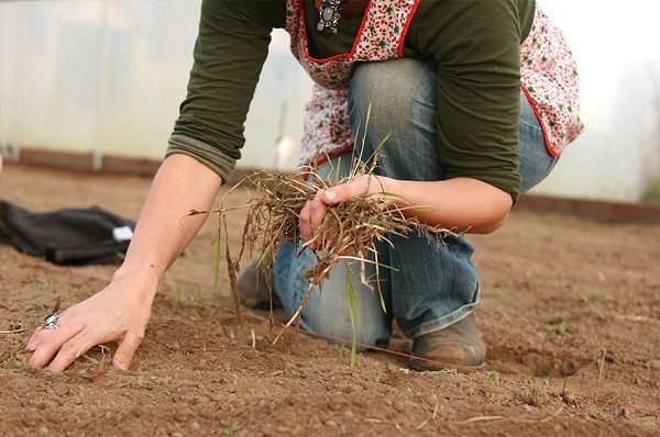  Cucumbers love neutral soil