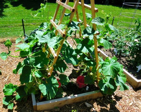 Proper cucumber pruning